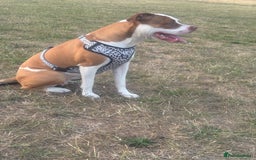 American Bulldog dogs for sale: American bulldog 1 year old  - Image 3