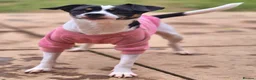 Mixed Breed dogs for sale: Gorgeous little girl in need of a forever home - Advert 21