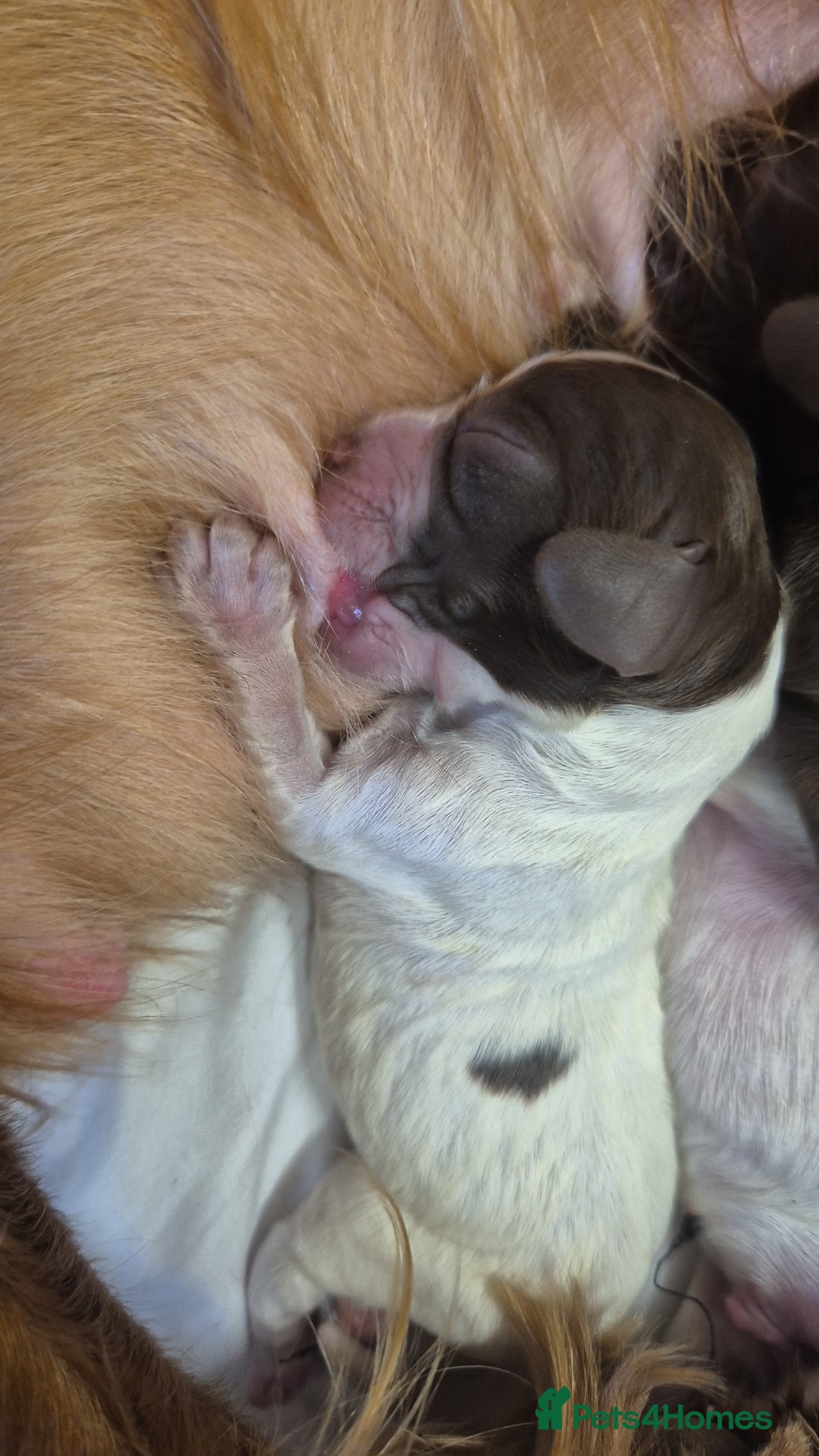 Cocker Spaniel dogs for sale: Stunning cocker spaniel pups - Advert 21