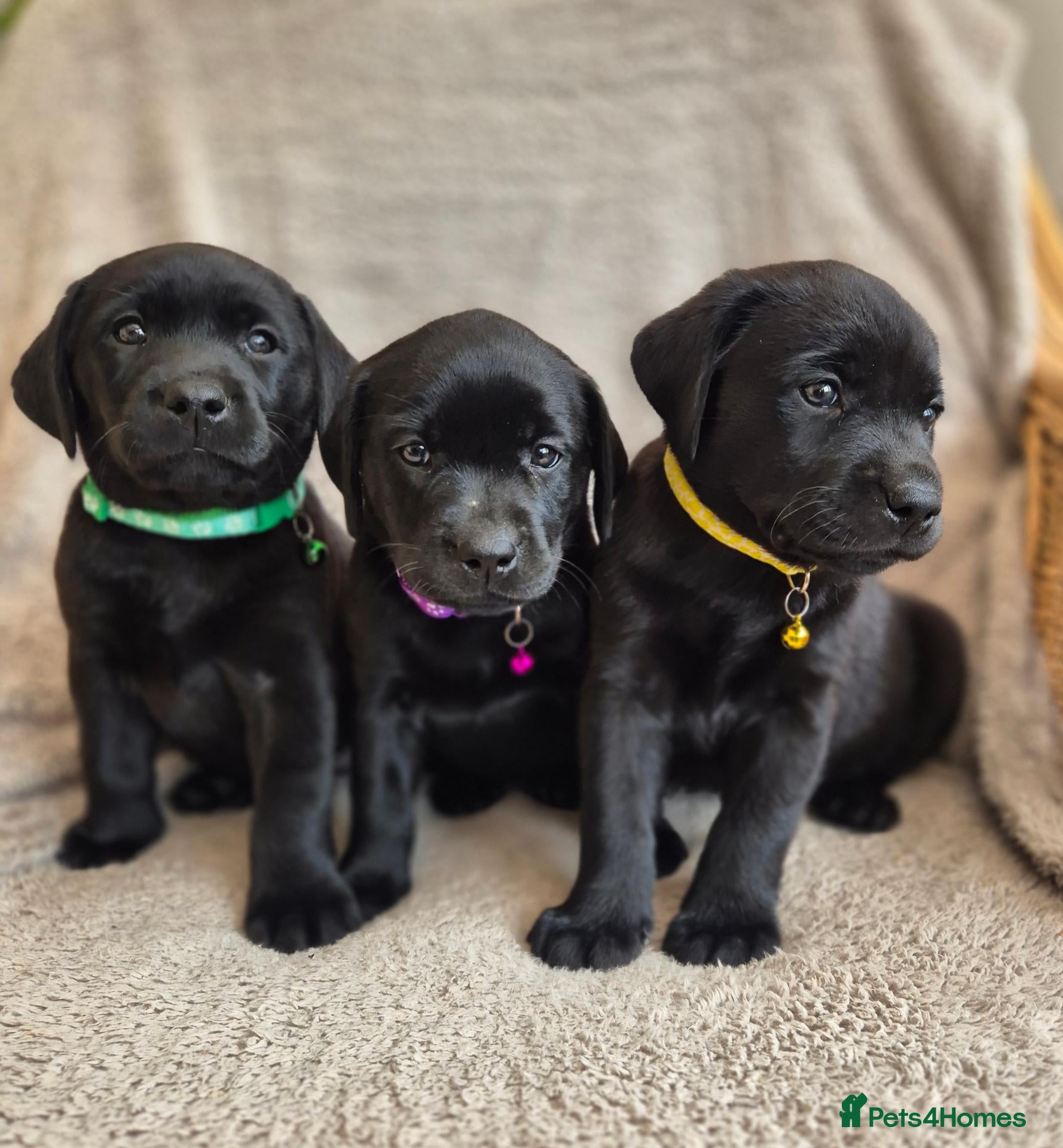 Labrador Retriever dogs Quality Chunky KC reg pups - Health Tested Parents - Advert 2
