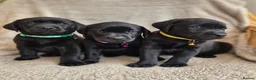 Labrador Retriever dogs for sale: Quality Chunky KC reg pups - Health Tested Parents - Advert 2
