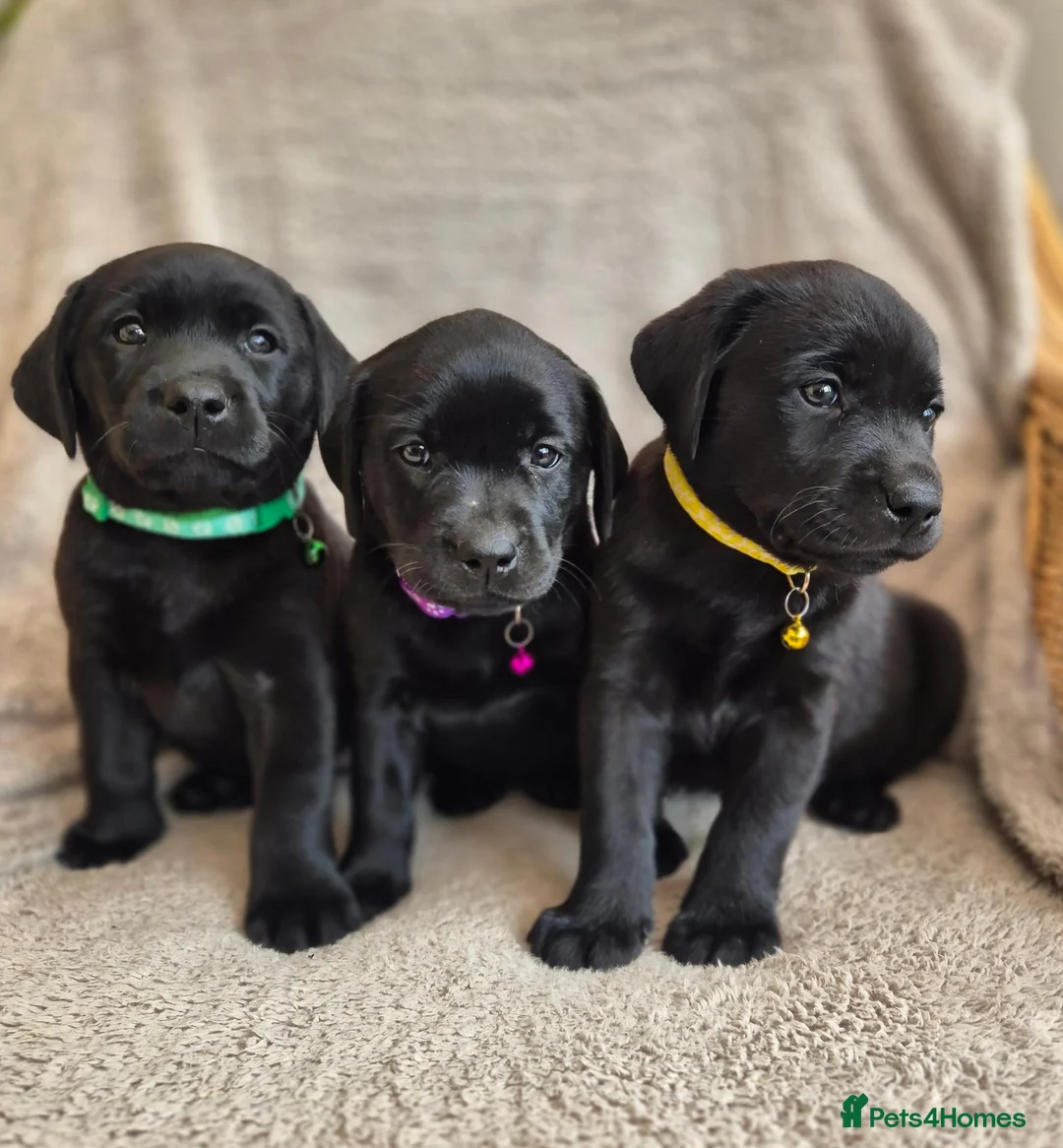 Labrador Retriever dogs for sale: Quality Chunky KC reg pups - Health Tested Parents - Advert 2