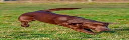 Labrador Retriever dogs for sale: Stunning KC Registered Labrador Puppies FTC Lines - Advert 6