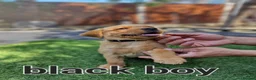 Labrador Retriever dogs for sale: KC registered Labrador Retriever puppies  in Ilford - Advert 1
