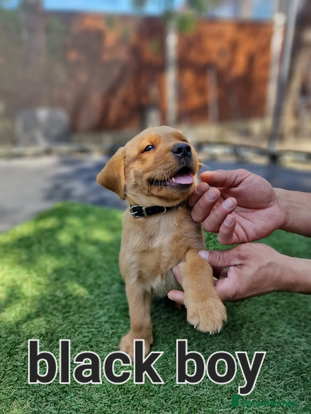 Labrador Retriever dogs for sale: KC registered Labrador Retriever puppies  in Ilford - Advert 1