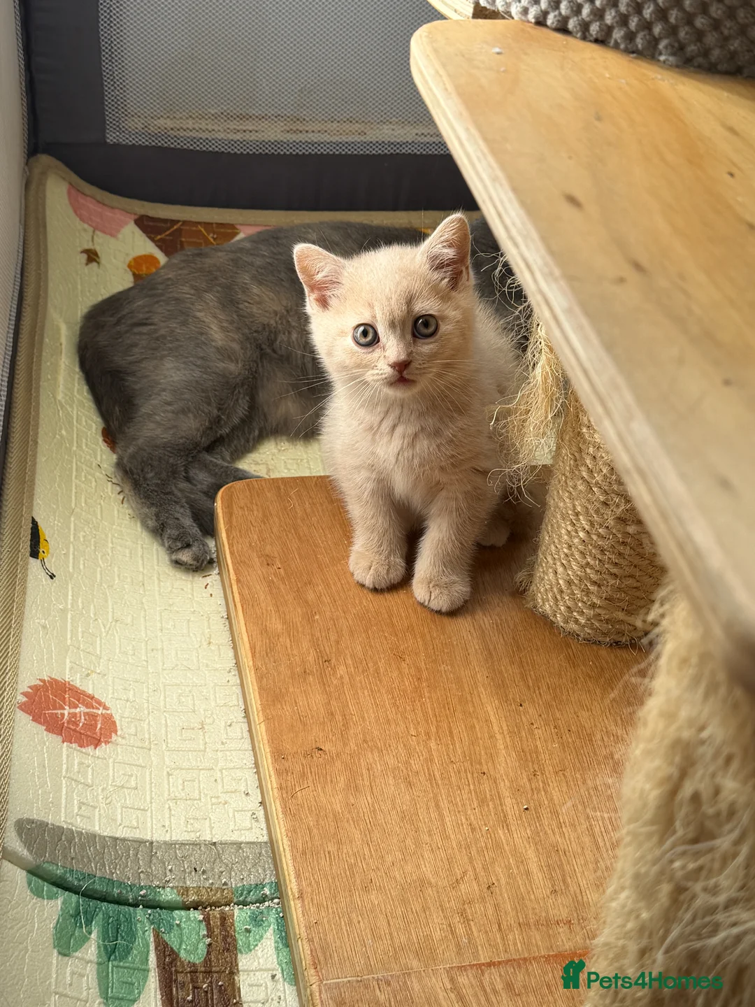 British Shorthair cats for sale: British Shorthair Kitten – Cream - Advert 2