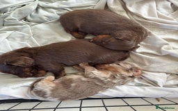 Miniature Dachshund dogs for sale: Long haired miniture dachshund  - Image 8