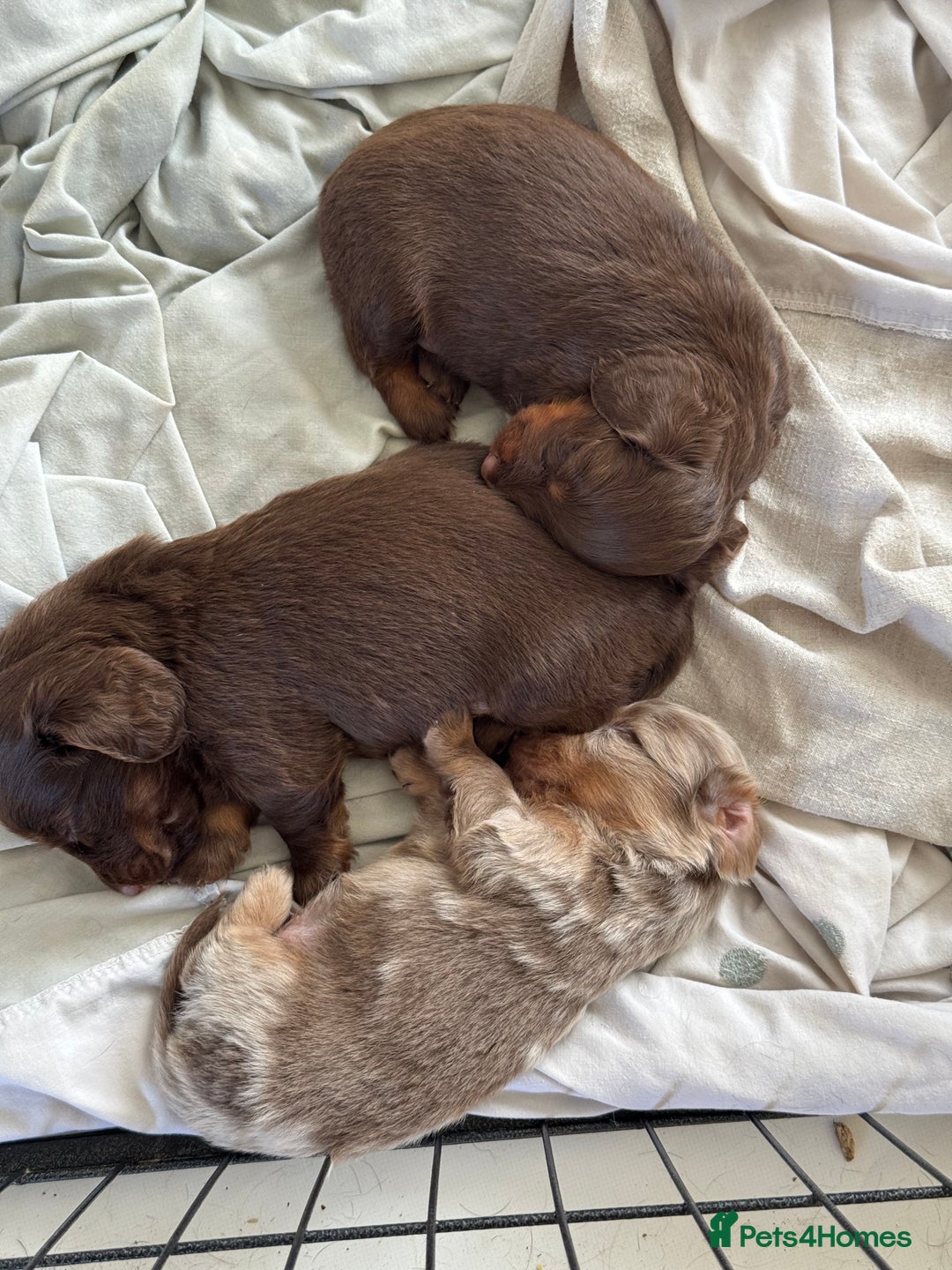 Miniature Dachshund dogs for sale: Long haired miniture dachshund  - Image 8