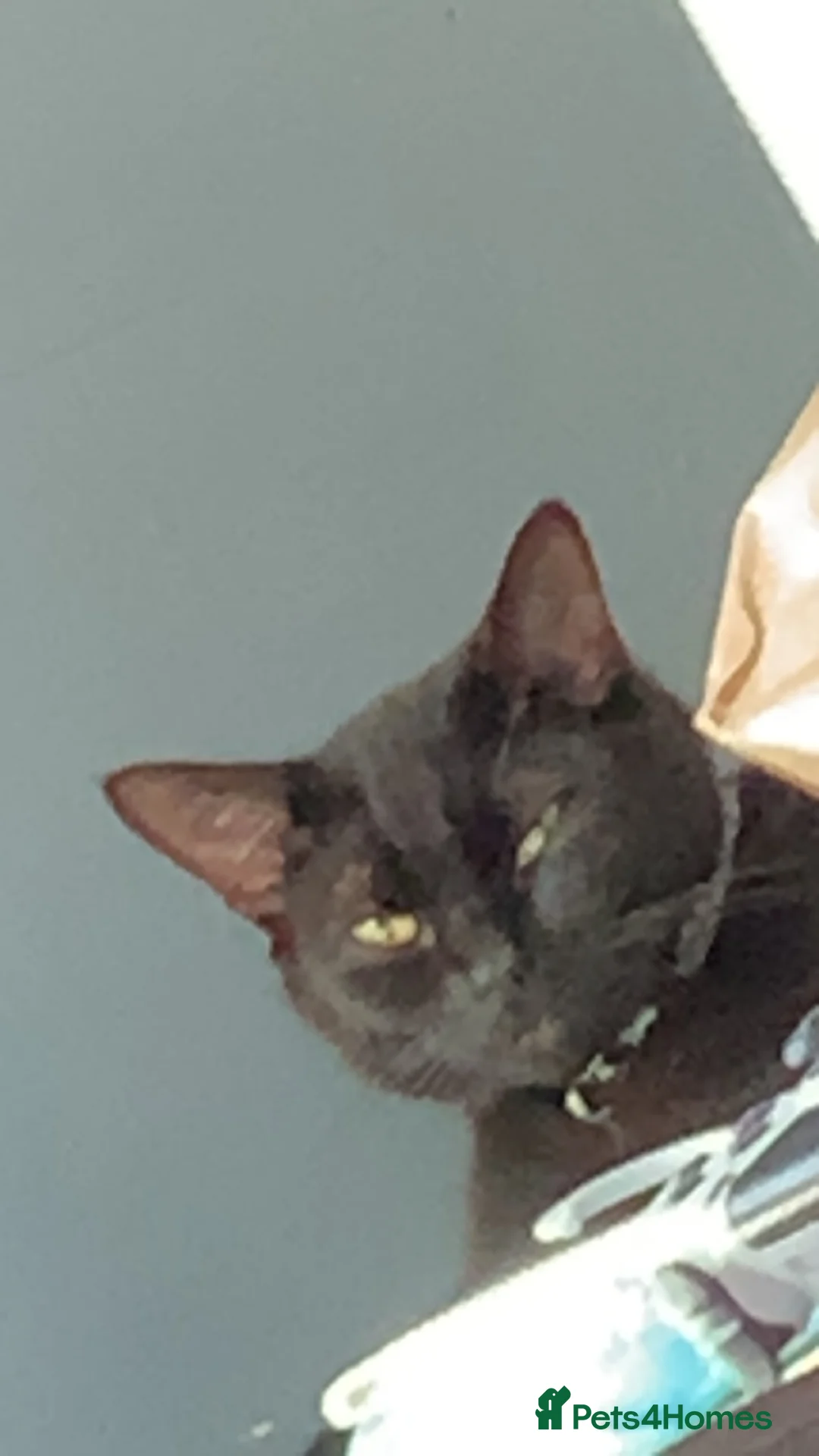 Mixed Breed cats for sale: Beautiful kitten for sale in Letchworth Garden City - Advert 2