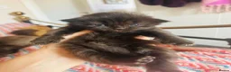 Persian cats for sale: Stunning GCCF Active kittens - Grandchampion lines - Advert 3