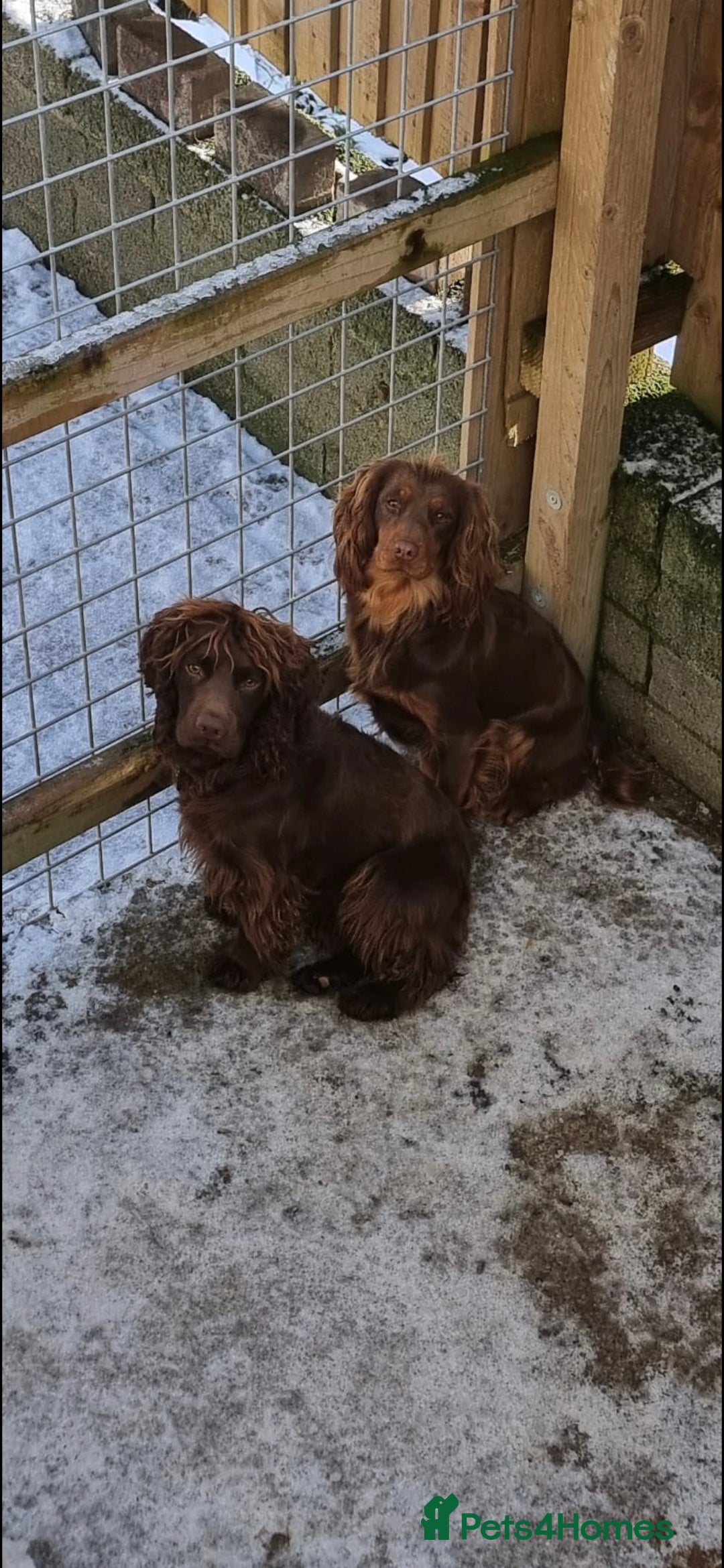 Cocker Spaniel dogs for sale: Working cocker puppies for sale - Image 1