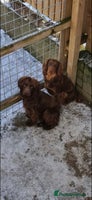Cocker Spaniel dogs - Advert 14