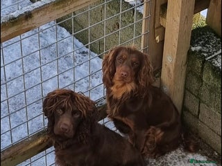 Cocker Spaniel dogs for sale - Advert 1