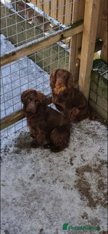 Cocker Spaniel dogs - Advert 13