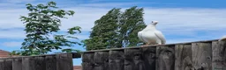 Pigeons birds for sale: White tumbler pigeons  - Advert 4