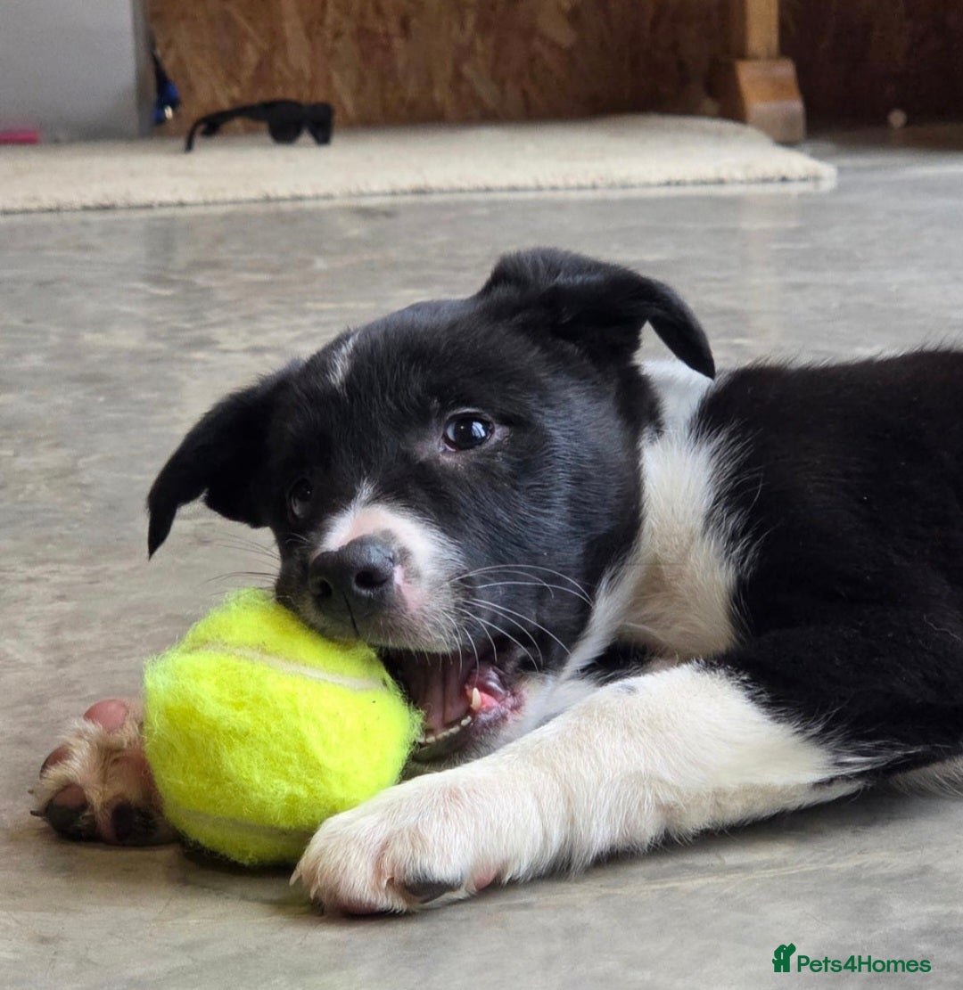 Mixed Breed dogs for sale: Australian Kelpie X Border Collie - Advert 4