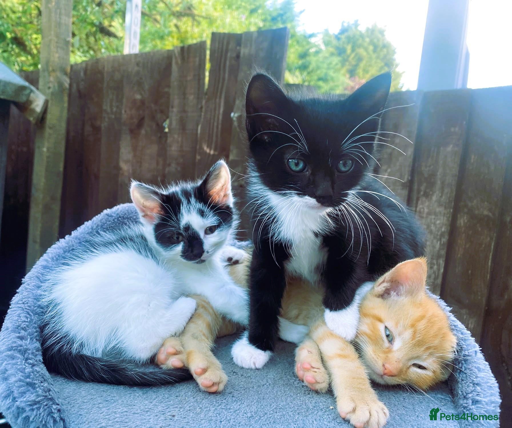 Mixed Breed cats 4 kittens ready for new homes today - Advert 14