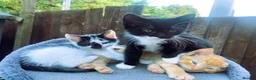 Mixed Breed cats for sale: 4 kittens ready for new homes today - Advert 1