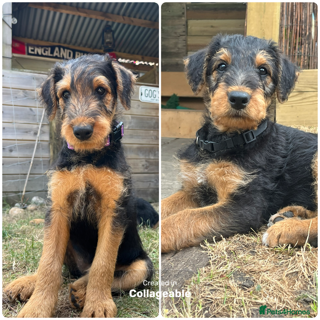 Airedale Terrier dogs for sale: Well bred, balanced litter. Quick learners. - Image 1