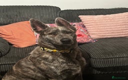 Mixed Breed dogs for sale: Looking for good home - Image 2