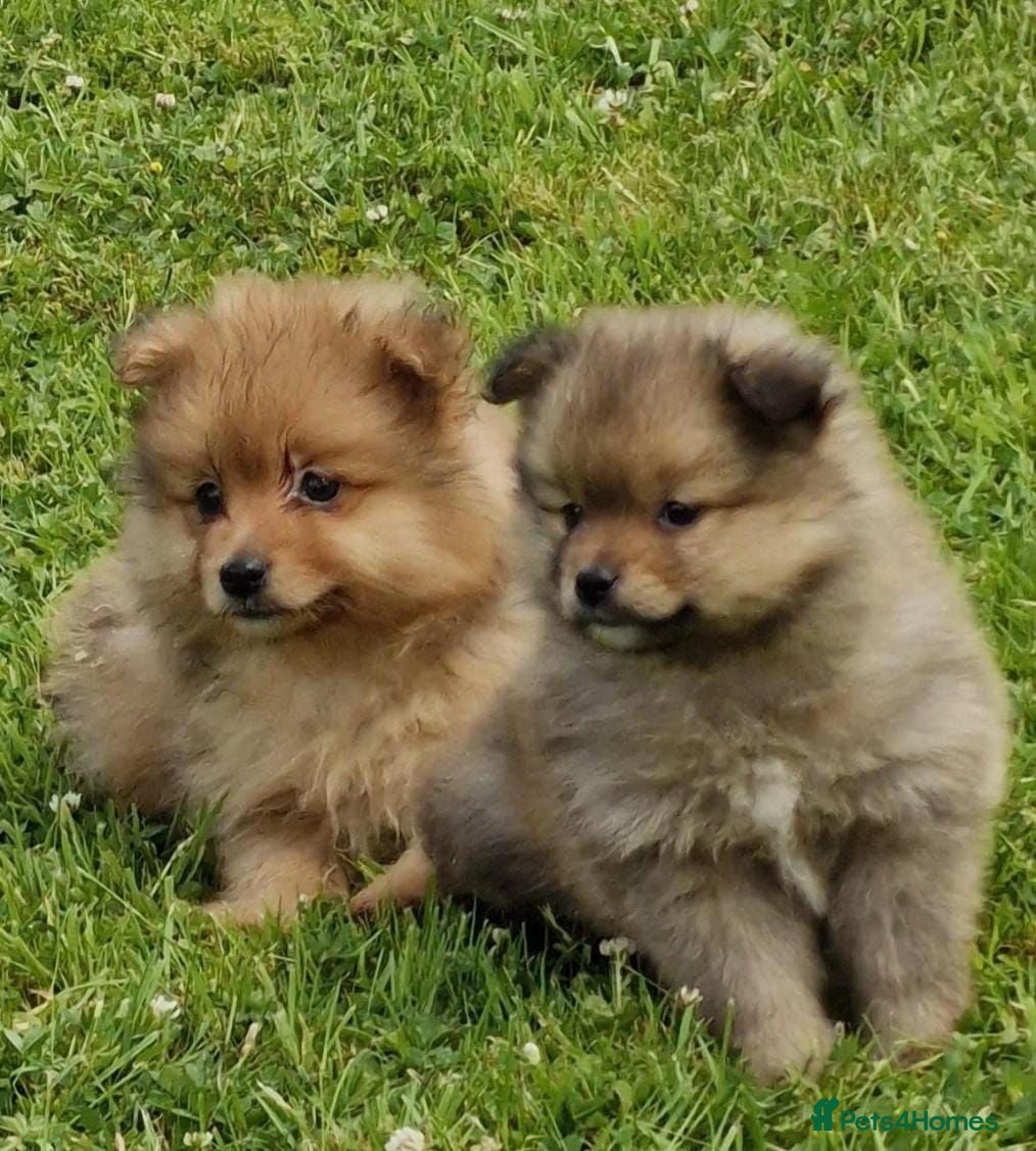 Pomeranian dogs ABSOLUTELY STUNNING LITTLE POMS READY  - Advert 4