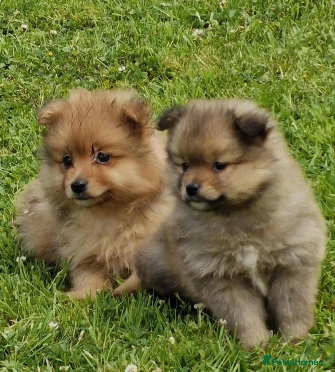 Pomeranian dogs for sale: ABSOLUTELY STUNNING LITTLE POMS READY  - Advert 1