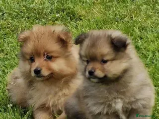 Pomeranian dogs ABSOLUTELY STUNNING LITTLE POMS READY - Advert 4