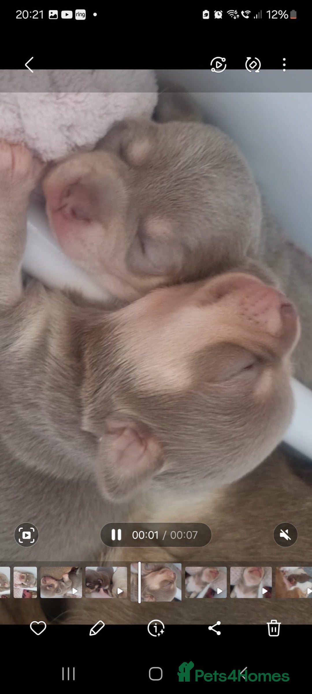 Chihuahua dogs for sale: Stunning litter of Kc reg Chihuahuas - Image 9