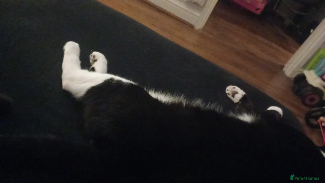 Mixed Breed cats for sale: 2 male cats - Advert 4