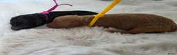 Cavapoo dogs for sale: F1 Toy cavapoos  - Advert 10