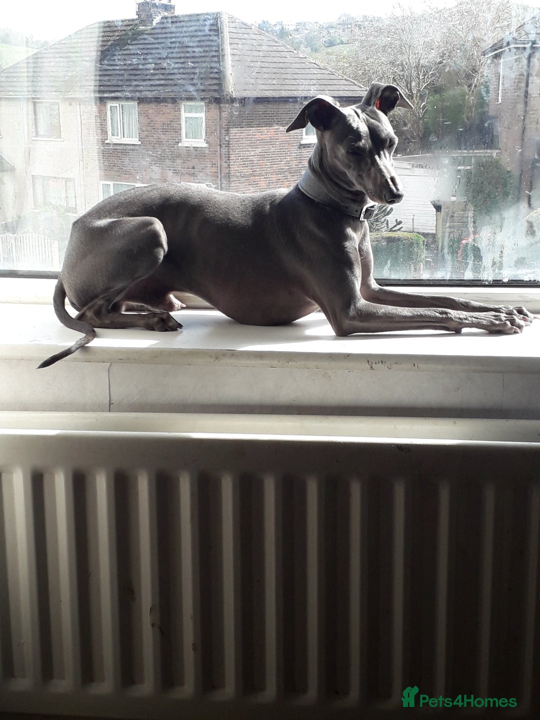 Italian Greyhound dogs for sale: Beautiful Italian greyhounds  - Advert 3