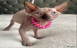 Sphynx cats for sale: Canadian sphinx kittens blue eyes girls  - Image 19