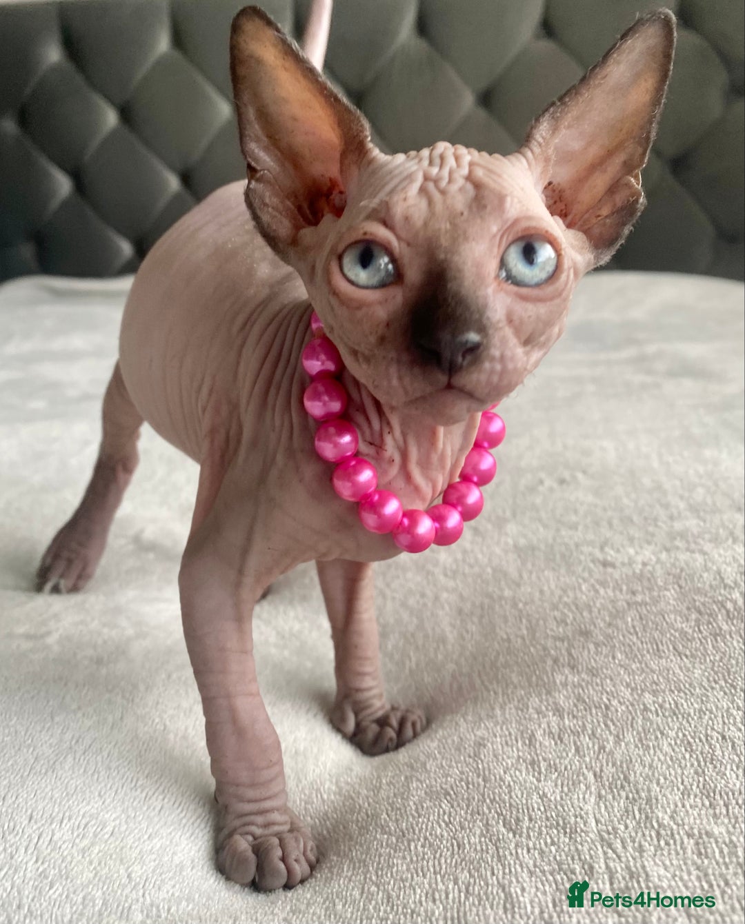 Sphynx cats for sale: Canadian sphinx kittens blue eyes girls  - Image 19