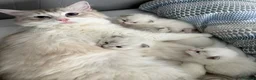 Ragdoll cats for sale: Beautiful Pure Ragdoll Kittens Ready Soon - Advert 1