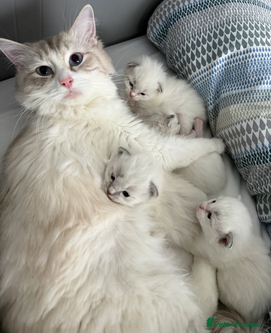 Ragdoll cats for sale: Beautiful Pure Ragdoll Kittens Ready Soon - Advert 1