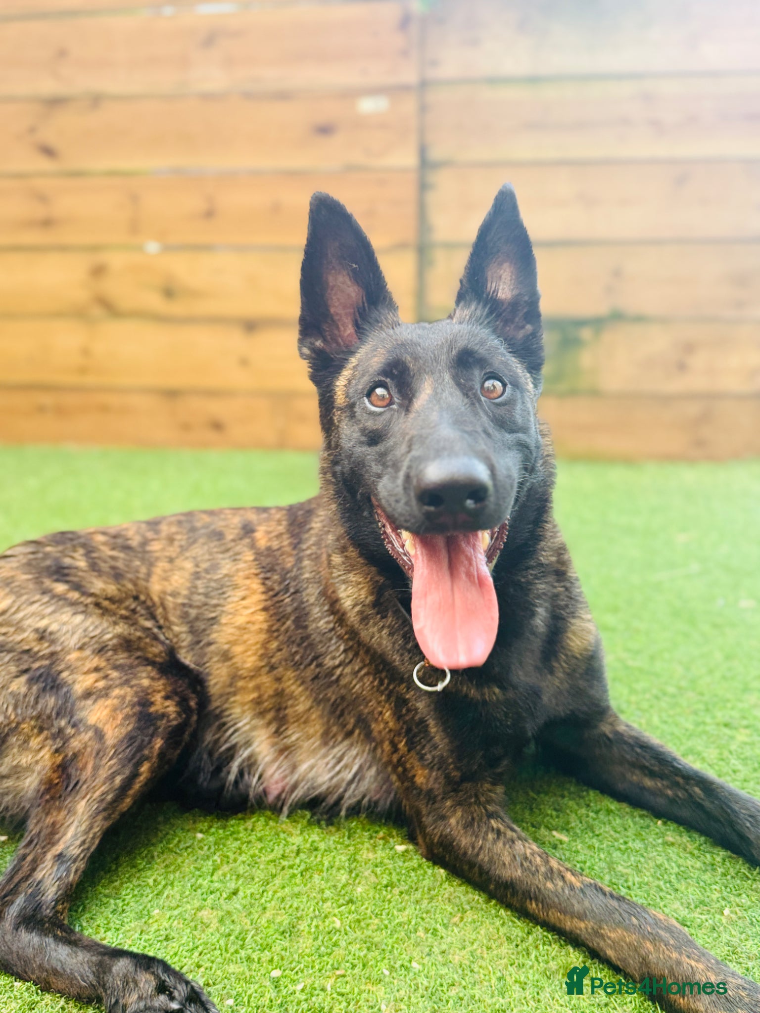 Belgian Shepherd Dog dogs Belgium Malinois  puppies  - Advert 9