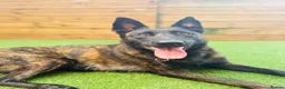 Belgian Shepherd Dog dogs for sale: Belgium Malinois  puppies  - Advert 1