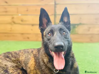 Belgian Shepherd Dog dogs Belgium Malinois puppies - Advert 1