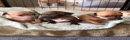 Italian Greyhound dogs for sale: Italian greyhound puppies  in Horsham - Advert 9