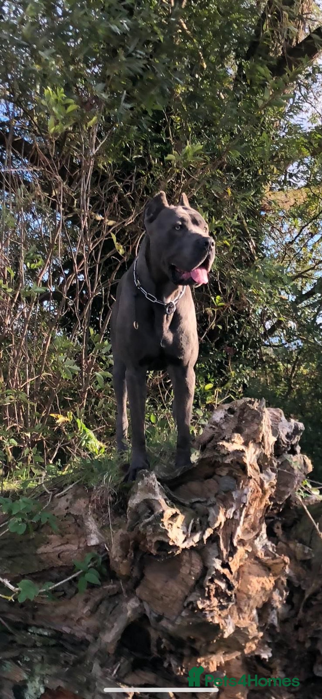 Mixed Breed dogs for sale: Cane corso x mail pups available.  - Advert 11