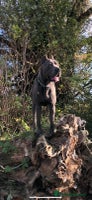 Mixed Breed dogs Cane corso x mail pups available. - Advert 4