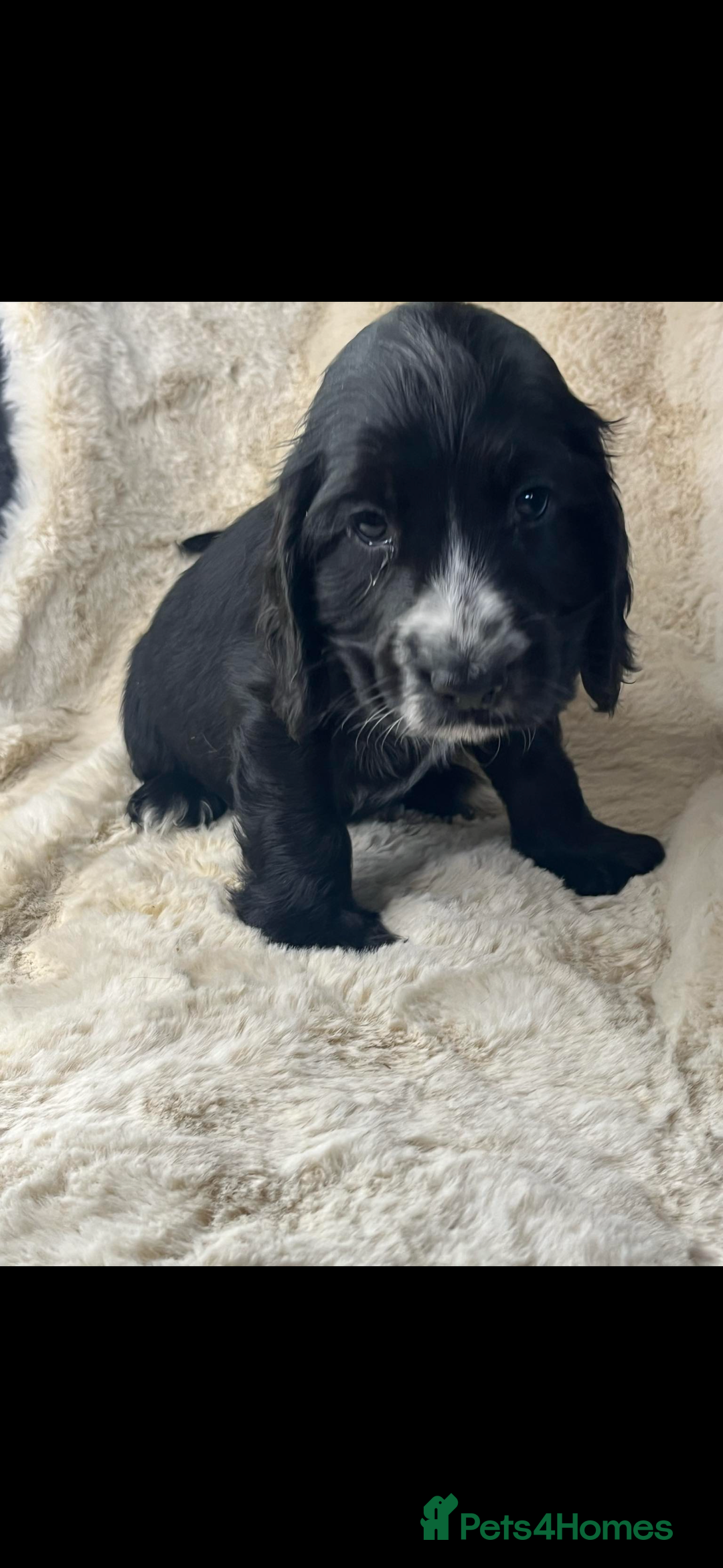 Cocker Spaniel dogs for sale: Health tested cocker spaniel puppies  - Advert 18