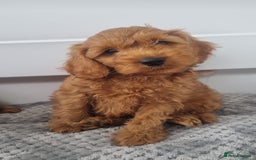 Cockapoo dogs for sale: Red and apricot F1 Cockapoo puppies  - Image 25