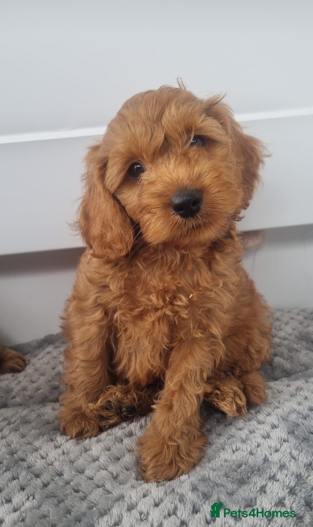 Cockapoo dogs for sale: Red and apricot F1 Cockapoo puppies  - Image 25