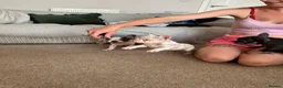 French Bulldog dogs for sale: French bulldogs  - Advert 14