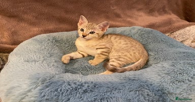 Tonkinese cats - Advert 12