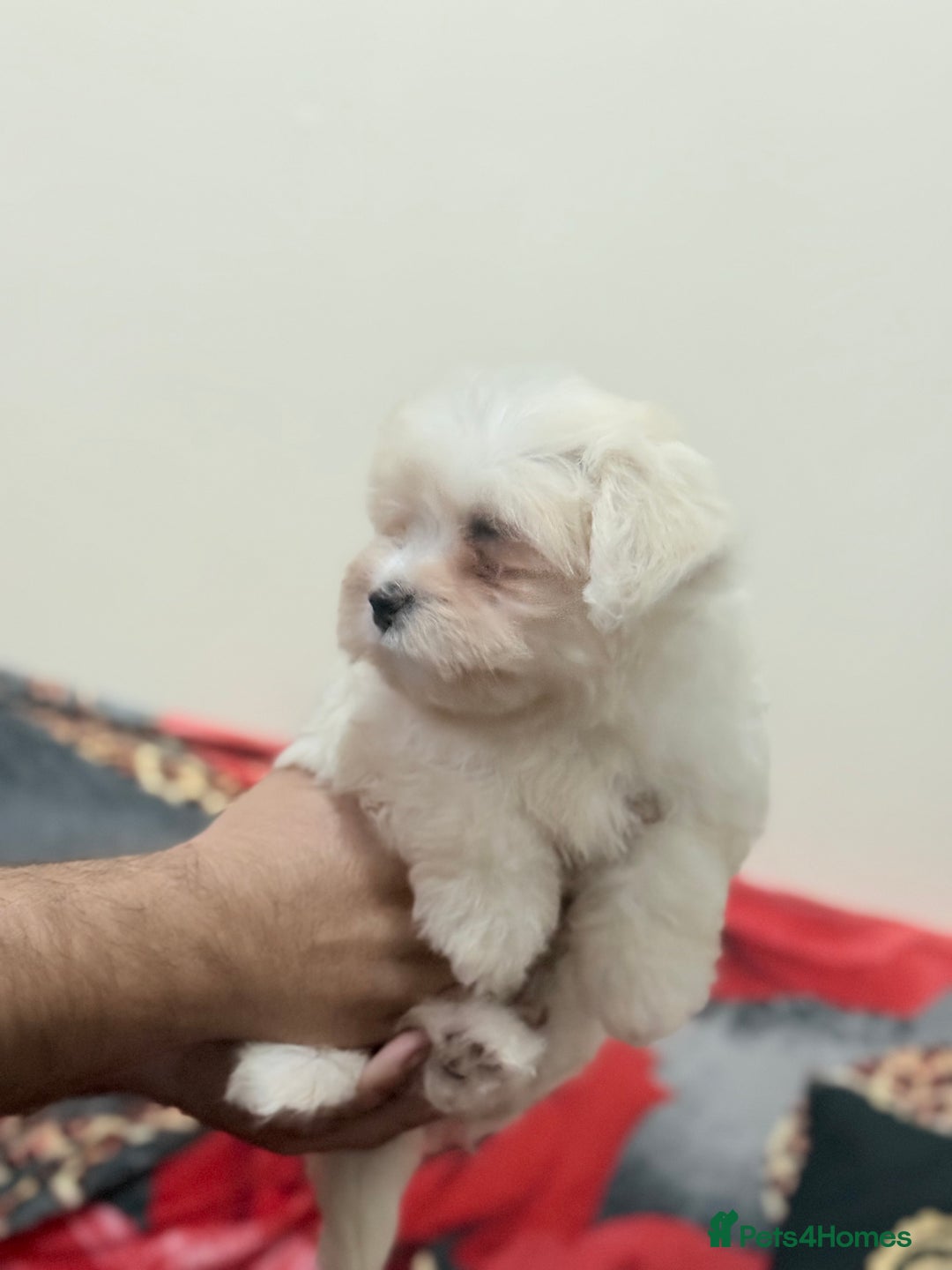 Havanese dogs for sale: Bichon havanesee puppies  - Image 4