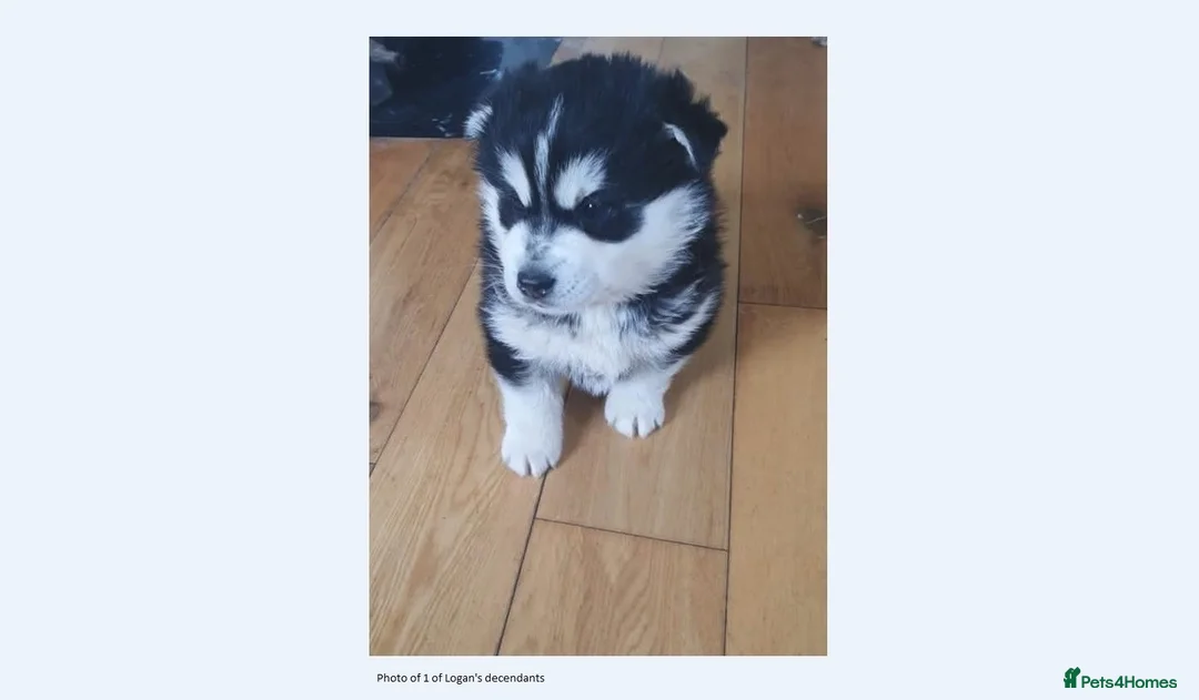 Pomsky dogs for stud: Pomsky for STUD Beautiful Husky markings in Sittingbourne - Advert 22