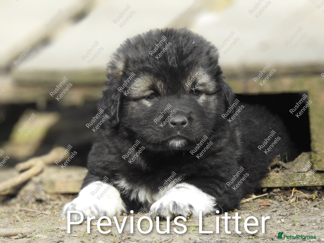 Caucasian Shepherd Dog dogs for sale: Caucasian Shepherd Pups - Advert 9