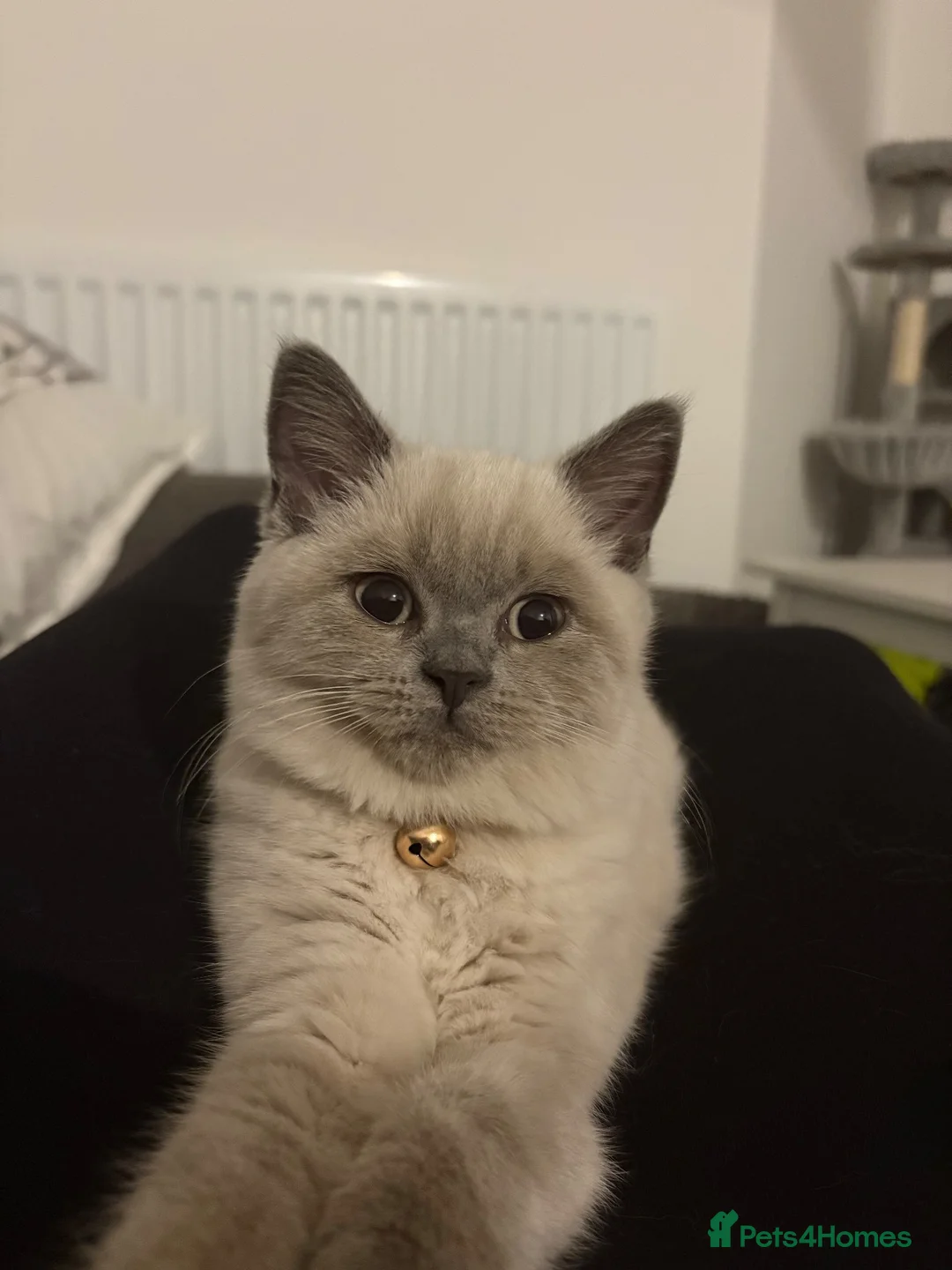 British Shorthair cats for sale: 1yr old Female Blue Colourpoint British Shorthair - Advert 8